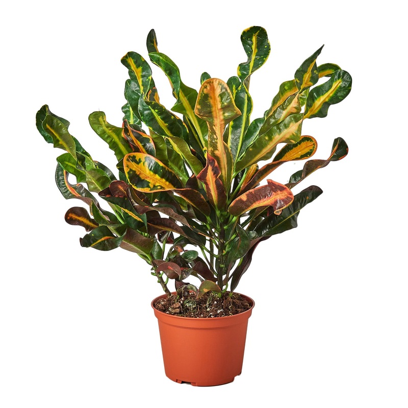 Croton ‘Mammy’ – 6 Pot – NURSERY POT ONLY