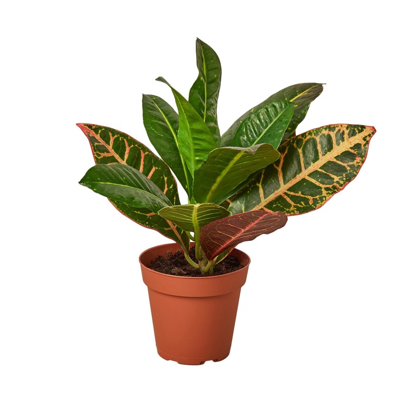 Croton Petra ‘Joseph’s Coat’ – 4 Pot – NURSERY POT ONLY