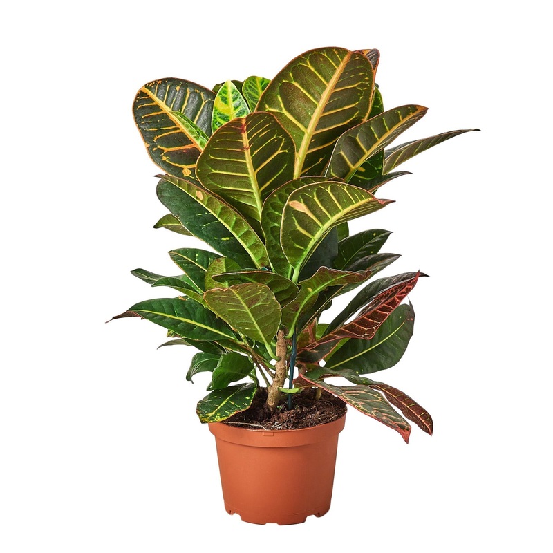 Croton Petra ‘Joseph’s Coat’ – 6 Pot – NURSERY POT ONLY