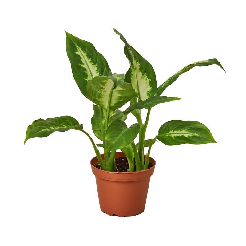 Dieffenbachia Camille – 4 Pot – NURSERY POT ONLY