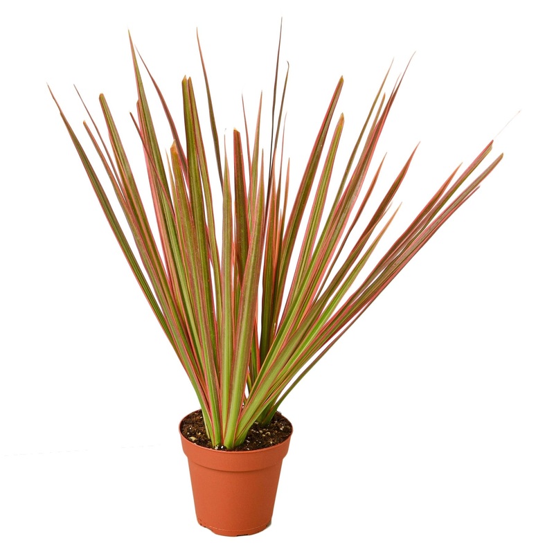Dracaena ‘Colorama’ – 4 Pot – NURSERY POT ONLY