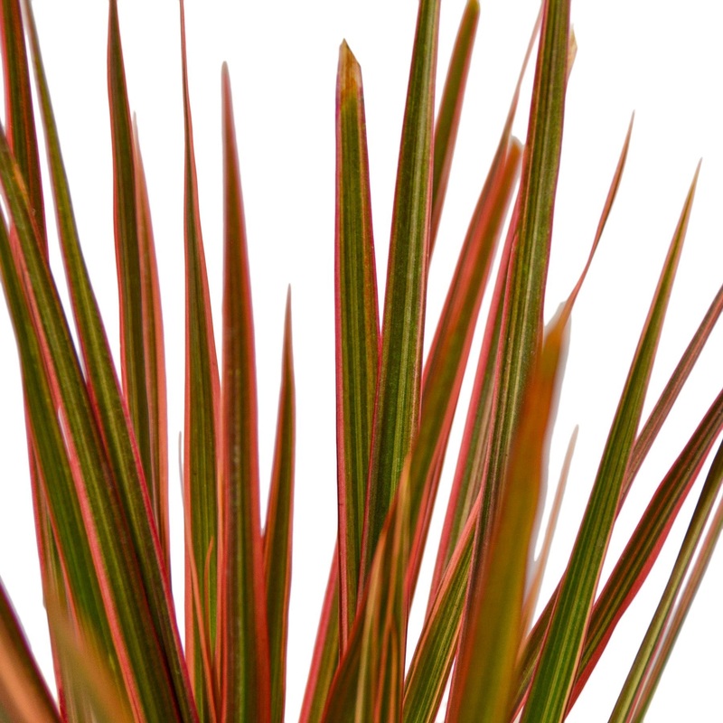 Dracaena ‘Colorama’ – 6 Pot – NURSERY POT ONLY