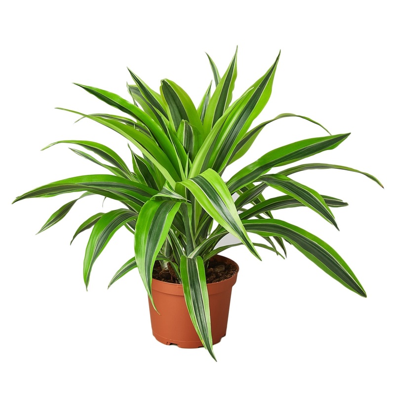 Dracaena Deremensis ‘Lemon Lime’ – 6 Pot – NURSERY POT ONLY