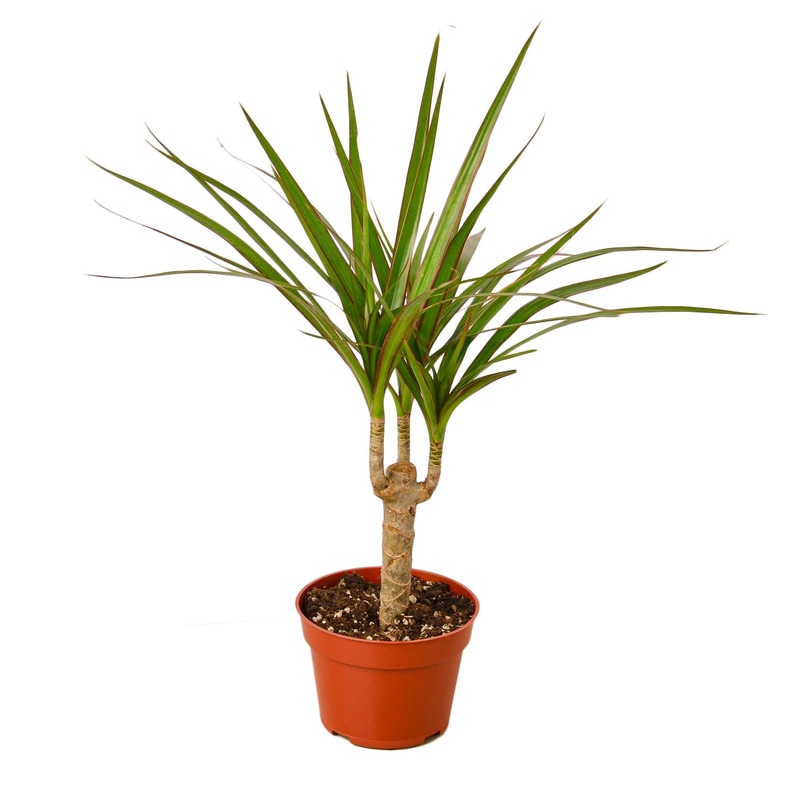 Dracaena Marginata Cane – 4 Pot – NURSERY POT ONLY