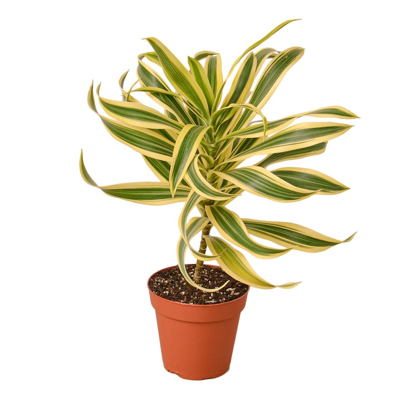 Dracaena ‘Song of India’ – 4 Pot – NURSERY POT ONLY