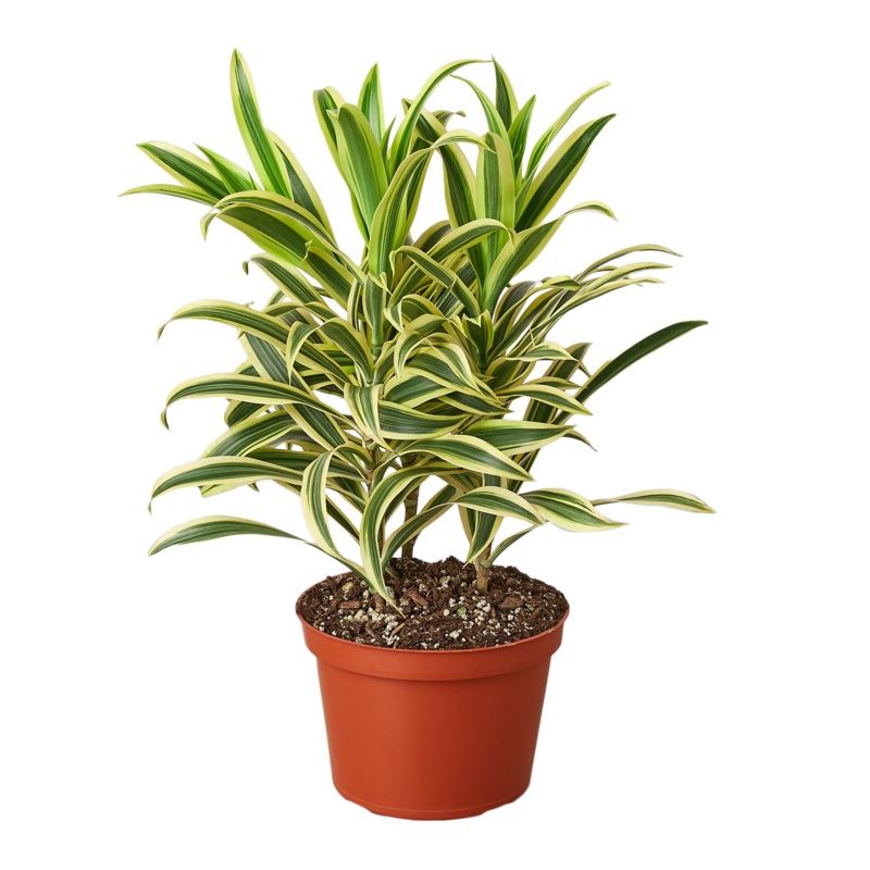 Dracaena ‘Song of India’ – 6 Pot – NURSERY POT ONLY