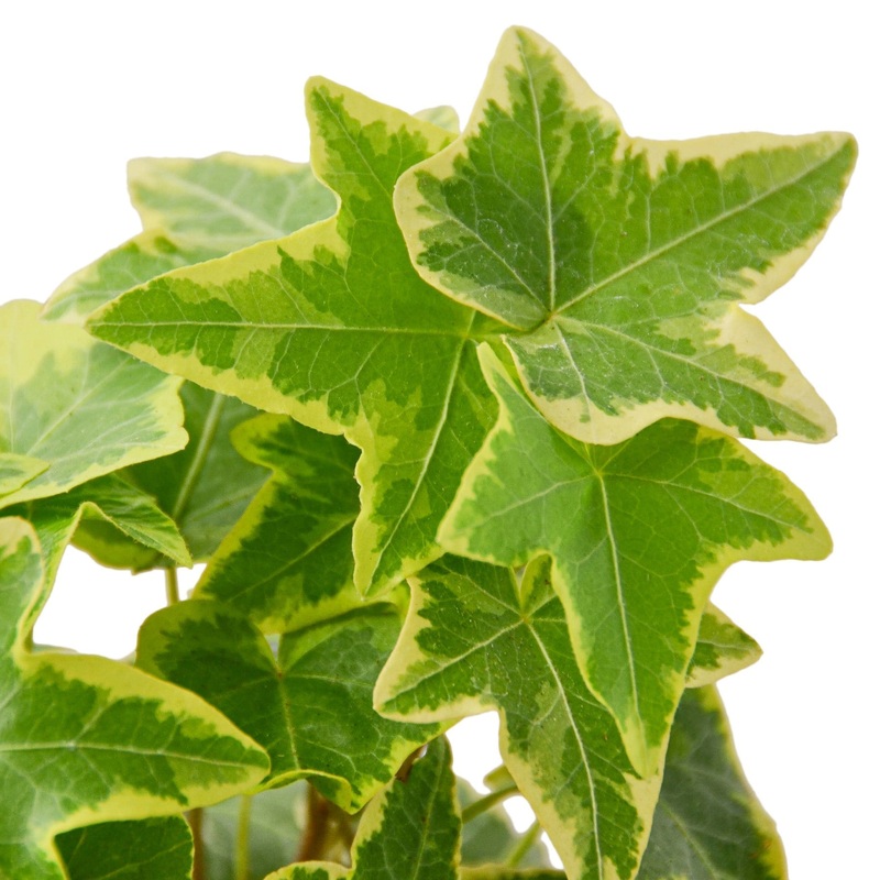English Ivy Gold Child – 6 Pot – NURSERY POT ONLY