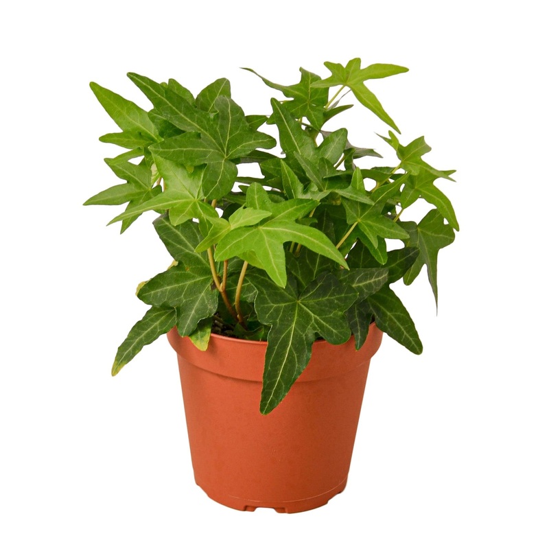 English Ivy Green California – 4 Pot – NURSERY POT ONLY
