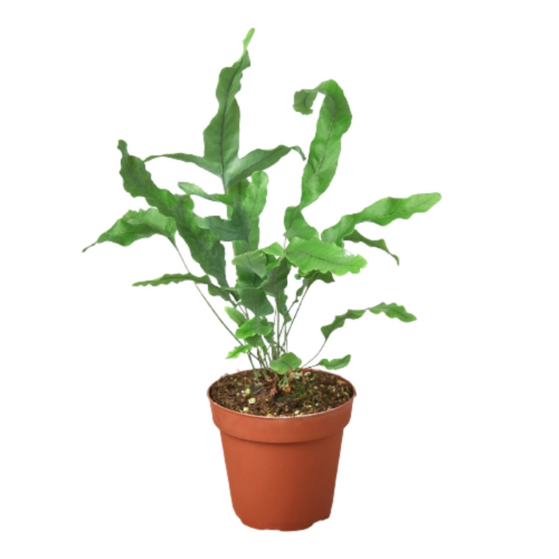 Fern ‘Blue Star’ – 4 Pot – NURSERY POT ONLY
