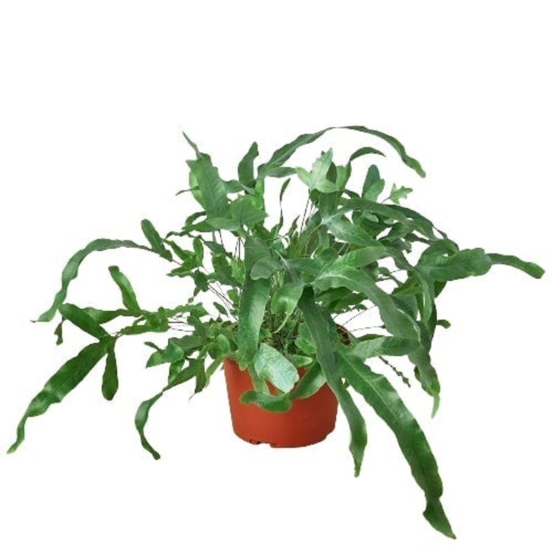 Fern ‘Blue Star’ – 6 Pot – NURSERY POT ONLY