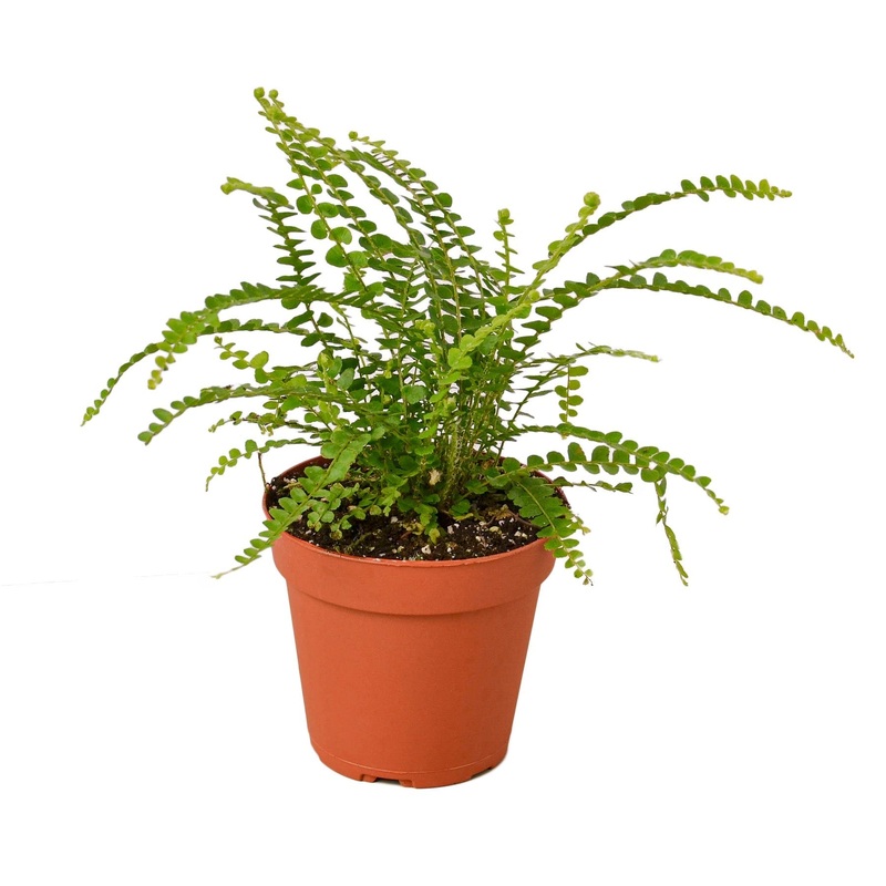 Fern ‘Lemon Button’ – 4 Pot – NURSERY POT ONLY