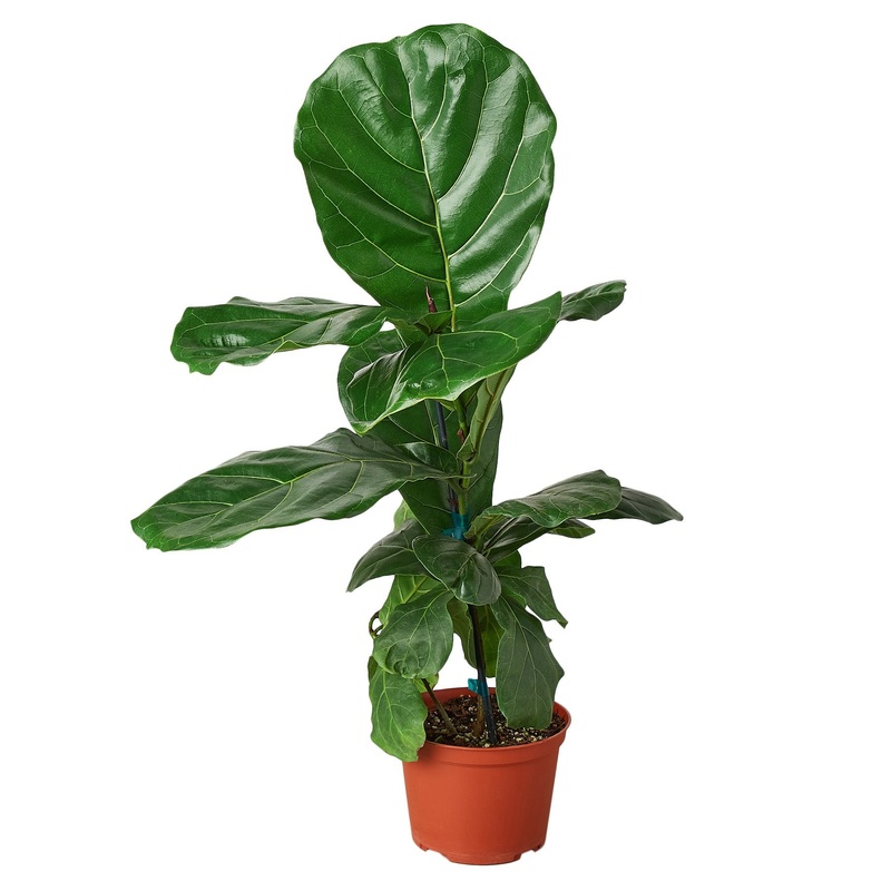 Ficus Lyrata ‘Fiddle Leaf Fig’ – 6 Pot – NURSERY POT ONLY