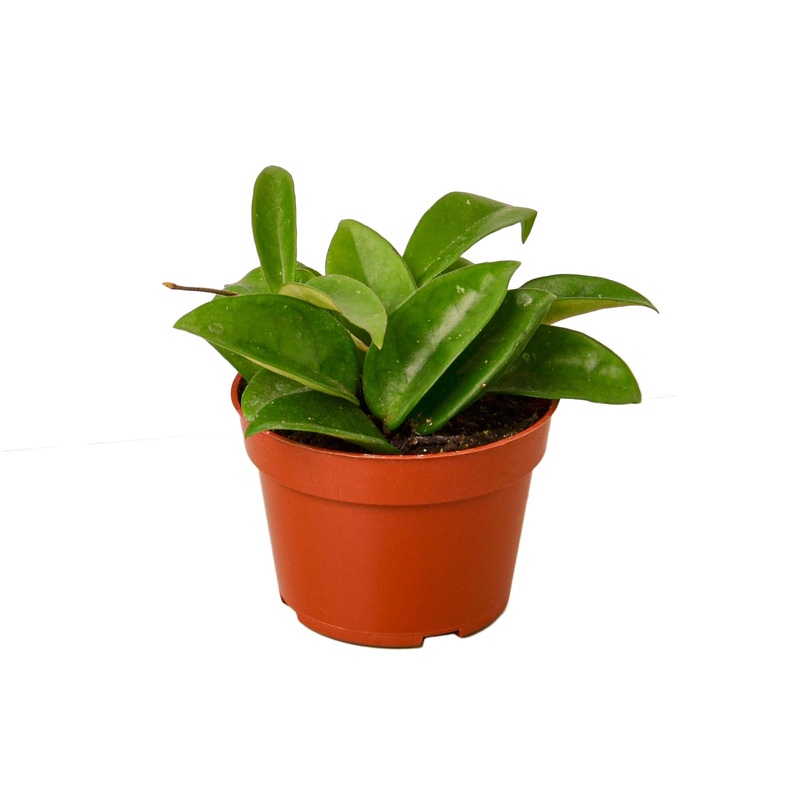 Hoya Carnosa – 4 Pot – NURSERY POT ONLY