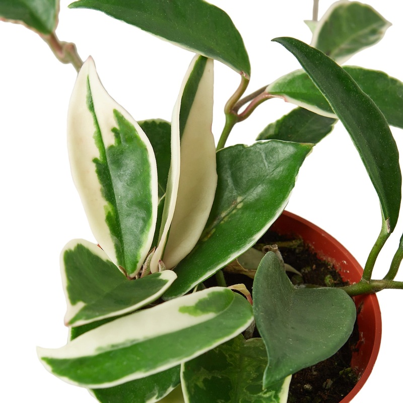 Hoya Carnosa ‘Tricolor’ – 6 Pot – NURSERY POT ONLY