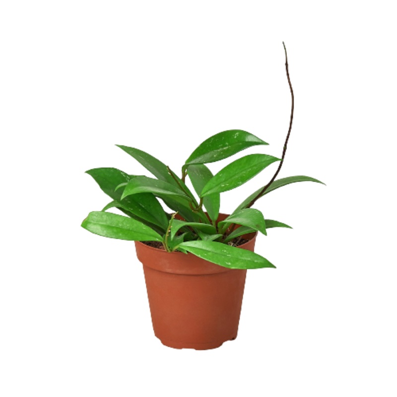 Hoya ‘Publicalyx’ – 4 Pot – NURSERY POT ONLY