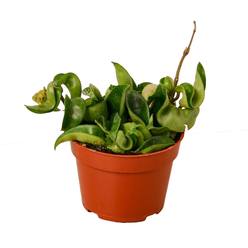 Hoya Rope Plant – 4 Pot – NURSERY POT ONLY