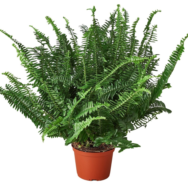 Jester’s Crown Fern – 6 – NURSERY POT ONLY