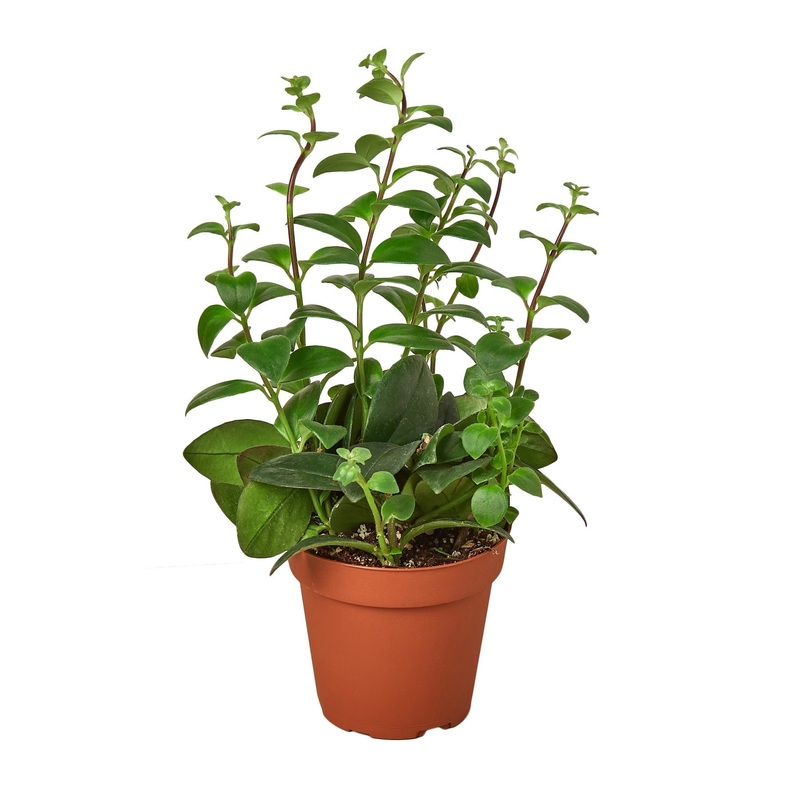 Lipstick Plant – 4 Pot – NURSERY POT ONLY