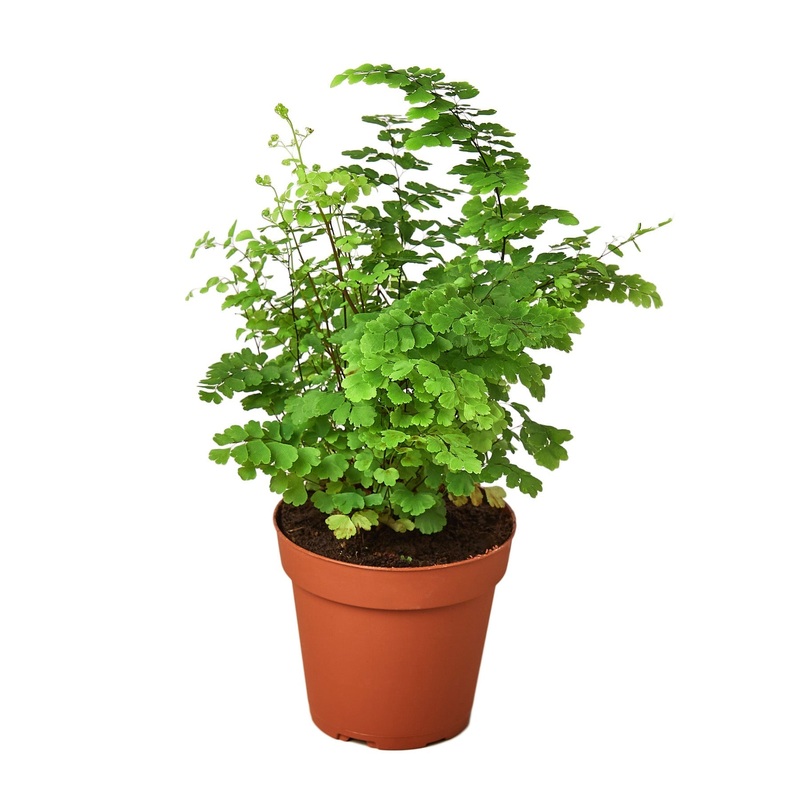 Maidenhair Fern – 4 Pot – NURSERY POT ONLY