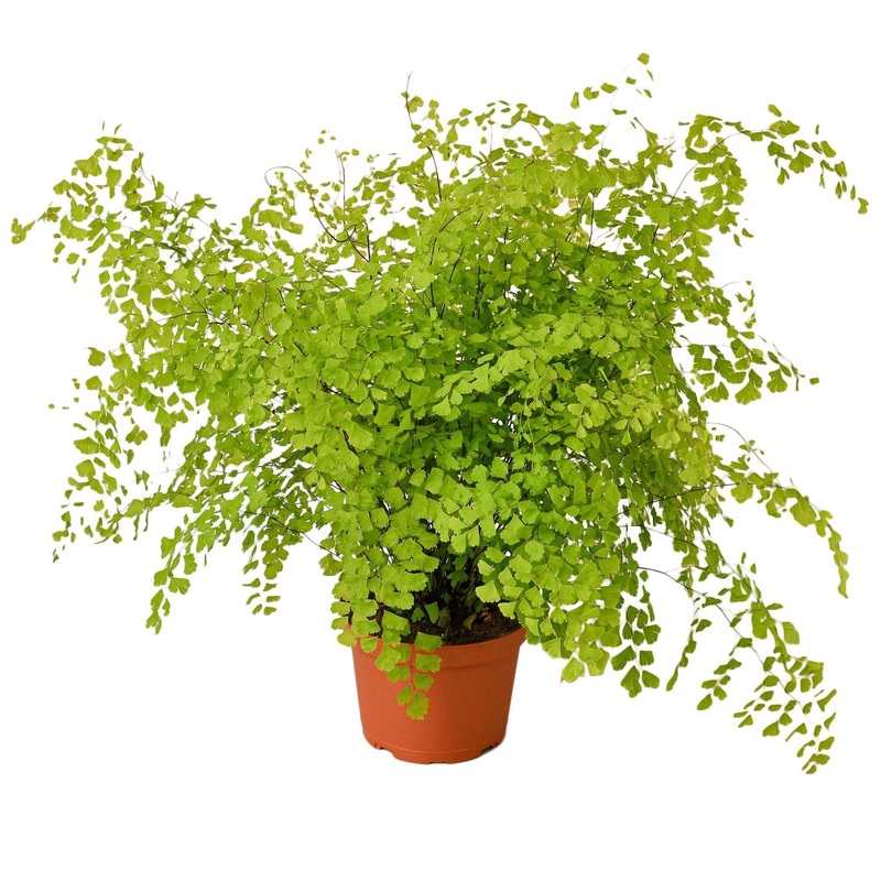 Maidenhair Fern – 6 Pot – NURSERY POT ONLY