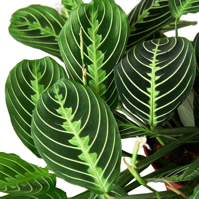 Maranta ‘Lemon Lime’ – 4 Pot – NURSERY POT ONLY