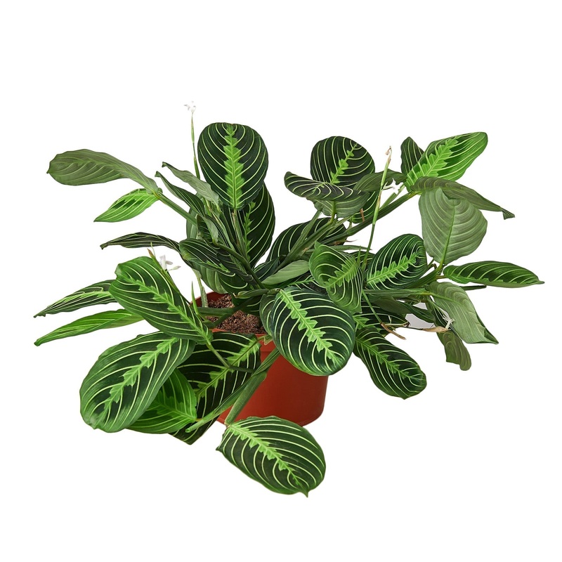 Maranta ‘Lemon Lime’ – 6 Pot – NURSERY POT ONLY
