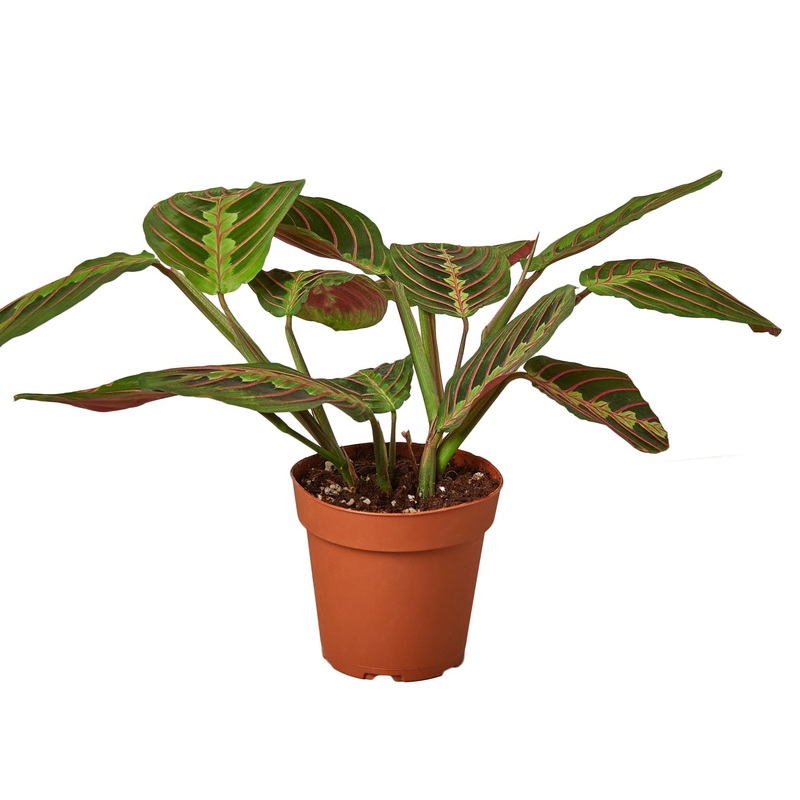Maranta Red Prayer – 4 Pot – NURSERY POT ONLY