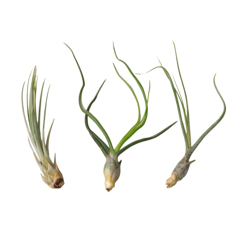 Monthly Air Plant Subscription Box