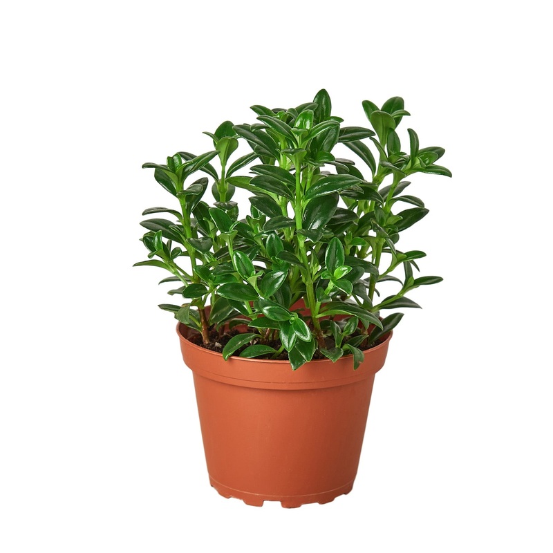 Nemetanthus Candy Corn Plant ‘Brazilian Firecracker’ – 4 Pot – NURSERY POT ONLY