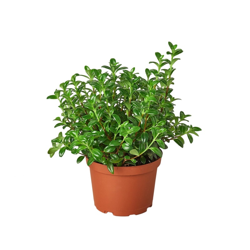 Nemetanthus Candy Corn Plant ‘Brazilian Firecracker’ – 6 Pot – NURSERY POT ONLY