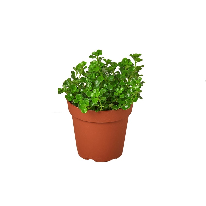 Nettle ‘Baby’s Tear’ – 4 Pot – NURSERY POT ONLY