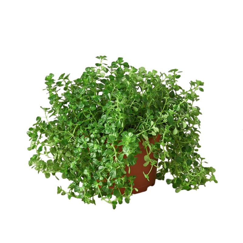 Nettle ‘Baby’s Tear’ – 6 Pot – NURSERY POT ONLY