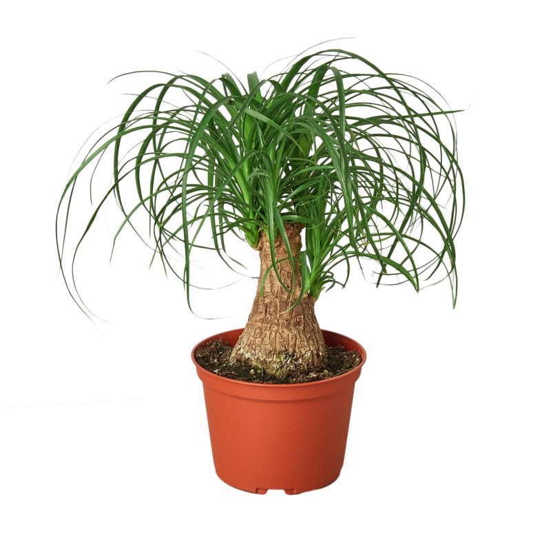 Palm Ponytail – 6 Pot – NURSERY POT ONLY