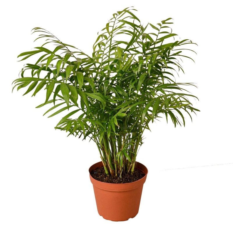Parlor Palm – 6 Pot – NURSERY POT ONLY
