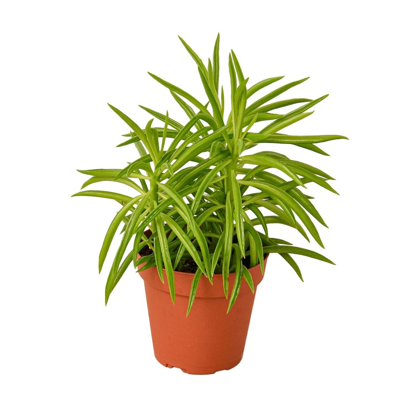Peperomia ‘Green Bean’ – 4 Pot – NURSERY POT ONLY