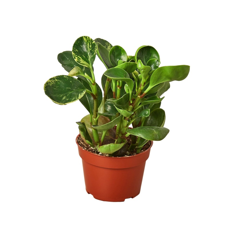 Peperomia ‘Marble’ – 4 Pot – NURSERY POT ONLY