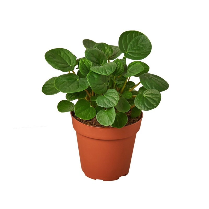 Peperomia ‘Rana Verde’ – 4 Pot – NURSERY POT ONLY