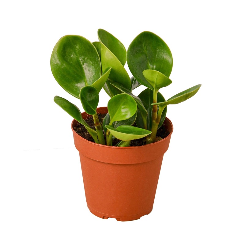 Peperomia Thailand – 4 Pot – NURSERY POT ONLY