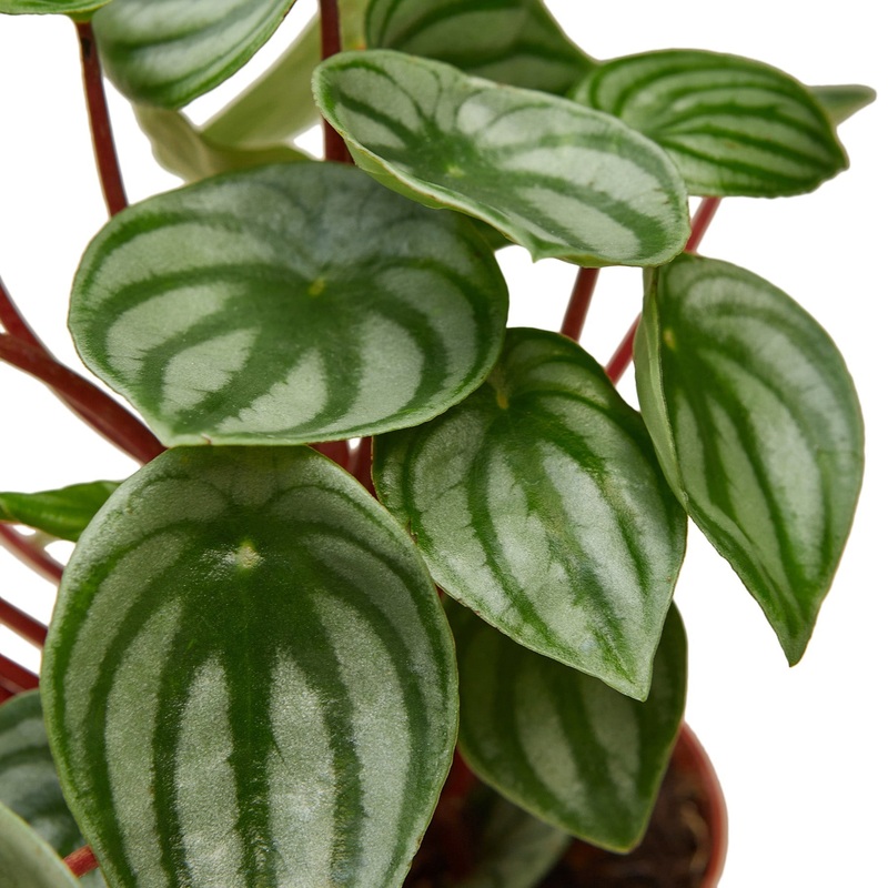 Peperomia Watermelon – 6 Pot – NURSERY POT ONLY