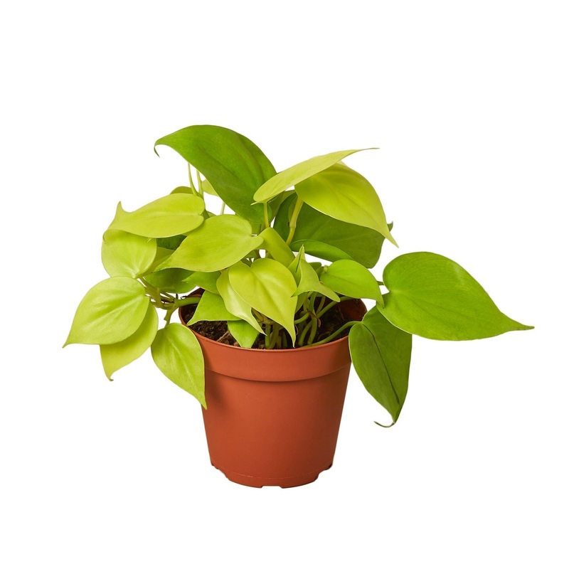 Philodendron ‘Neon’ – 6 Pot – NURSERY POT ONLY