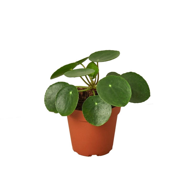 Pilea Peperomioides ‘Chinese Money’ – 4 Pot – NURSERY POT