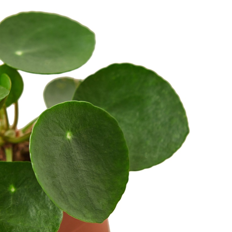 Pilea Peperomioides ‘Chinese Money’ – 6 Pot – NURSERY POT ONLY
