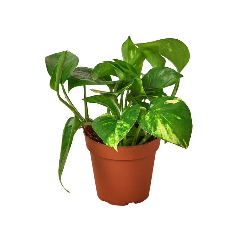 Pothos ‘Golden’ – 4 Pot – NURSERY POT ONLY