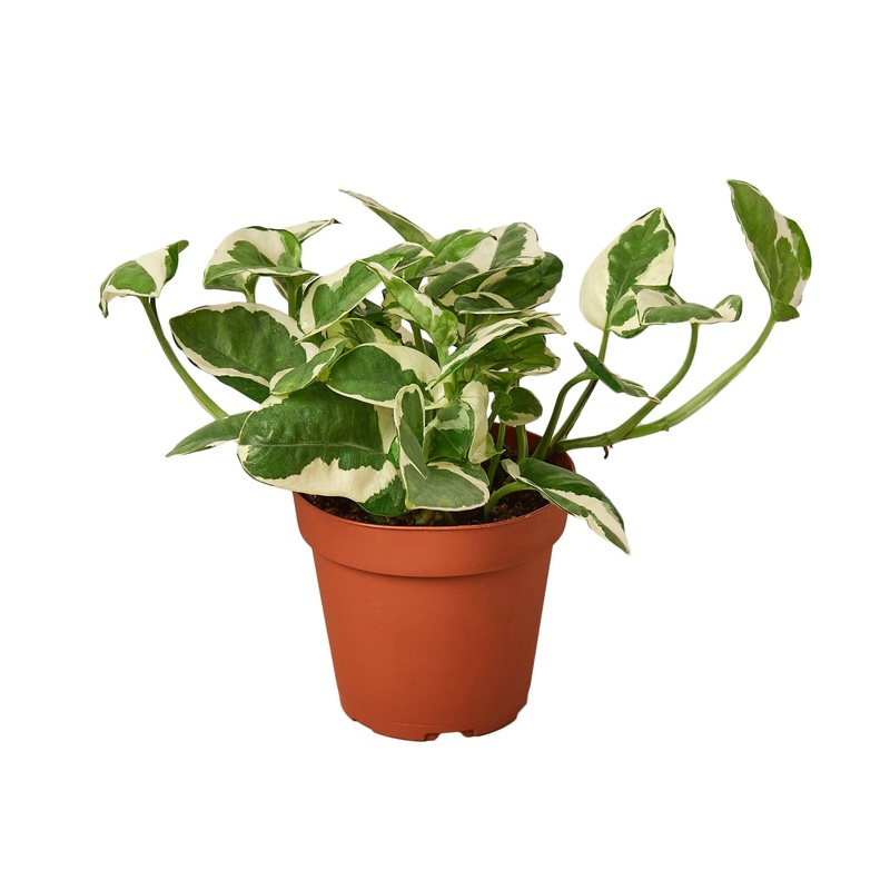 Pothos ‘N’joy’ – 4 Pot – NURSERY POT ONLY