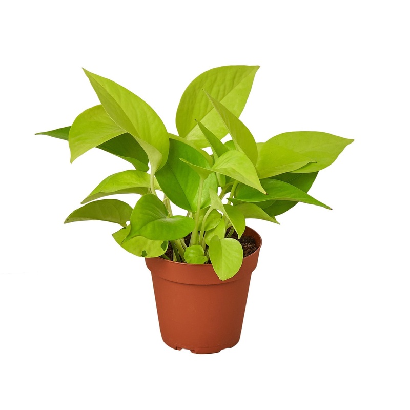 Pothos ‘Neon’ – 4 Pot – NURSERY POT ONLY