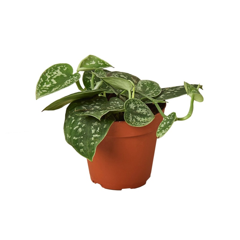 Pothos ‘Satin’ – 4 Pot – NURSERY POT ONLY