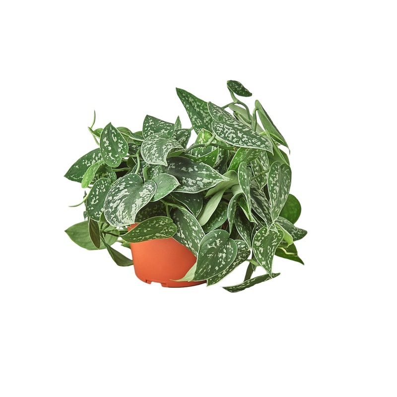 Pothos ‘Satin’ – 6 Pot – NURSERY POT ONLY