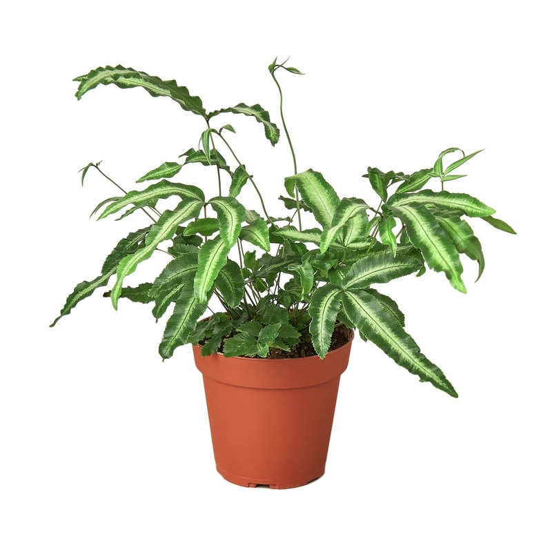 Pteris Cretica ‘Albo Fern’ – 4 Pot – NURSERY POT ONLY