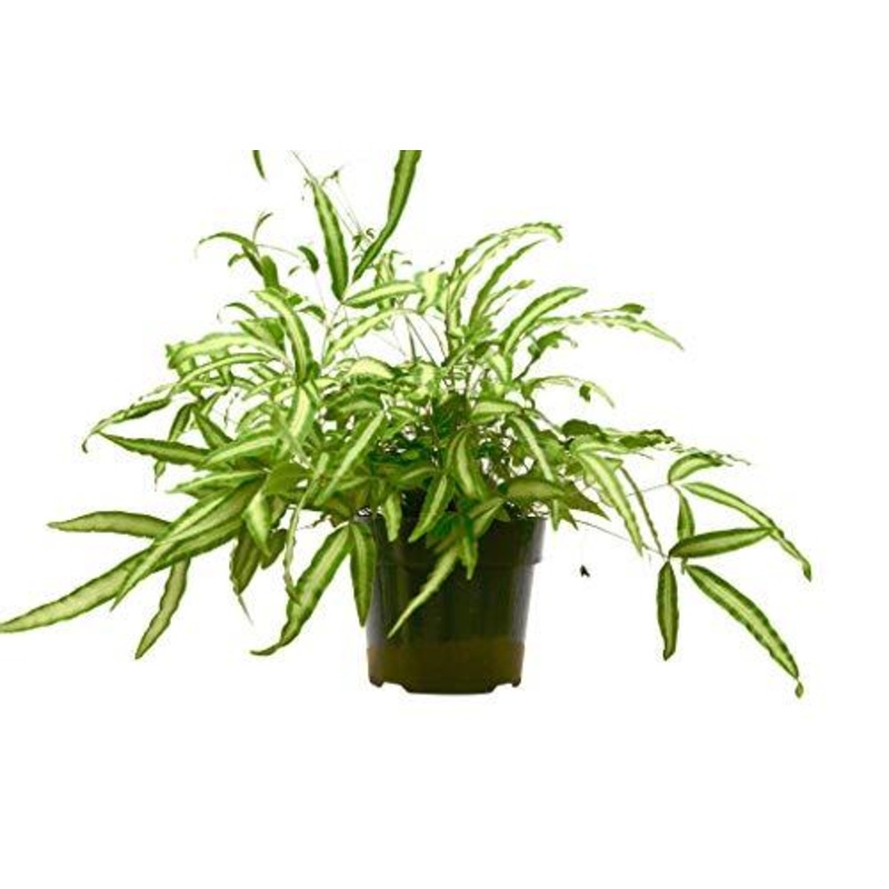 Pteris Cretica ‘Albo Fern’ – 6 Pot – NURSERY POT ONLY