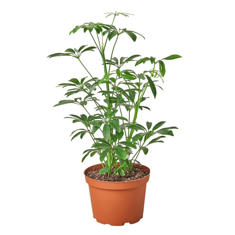 Schefflera Arboricola ‘Umbrella’ – 6 Pot – NURSERY POT ONLY